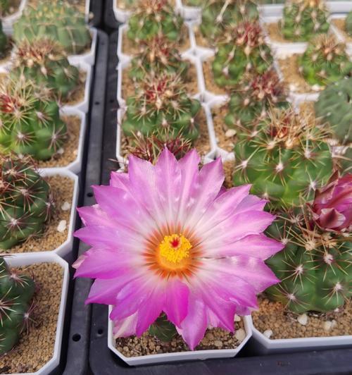 仙人球花品种有哪些？如何选择适合的仙人球花品种？