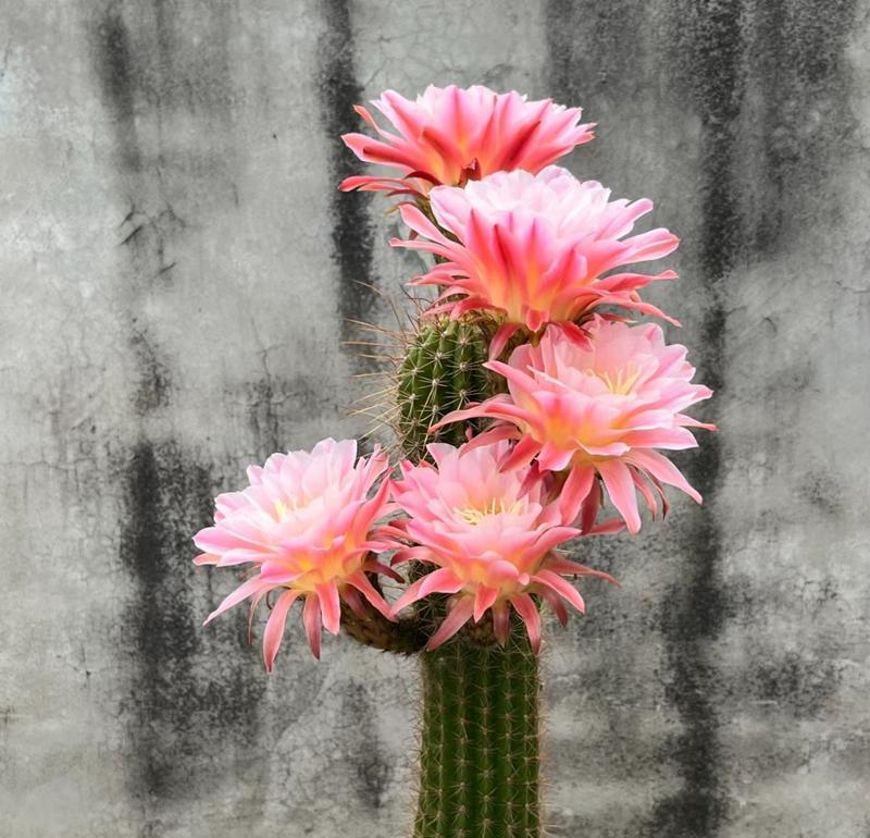 仙人球花品种有哪些？如何选择适合的仙人球花品种？