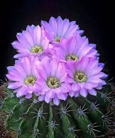 仙人球花品种有哪些？如何选择适合的仙人球花品种？