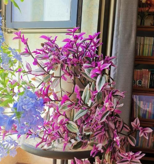 吊兰花有多少种？吊兰花品种的特点是什么？