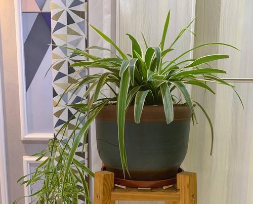 吊兰花有多少种？吊兰花品种的特点是什么？