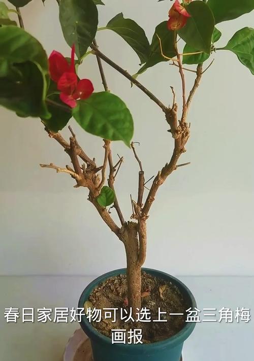 三角梅种植时应选择哪种花盆？如何进行养护？