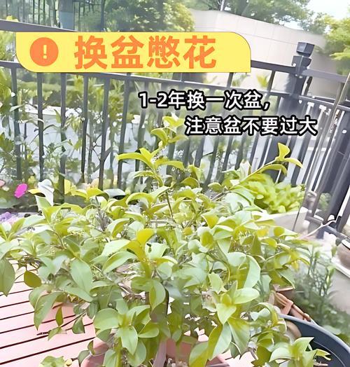 三角梅种植时应选择哪种花盆？如何进行养护？