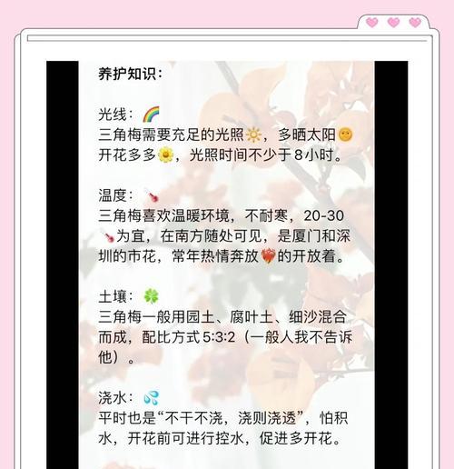 三角梅种植时应选择哪种花盆？如何进行养护？