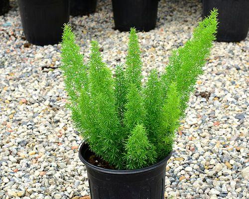 冬季有哪些盆栽植物适合种植？