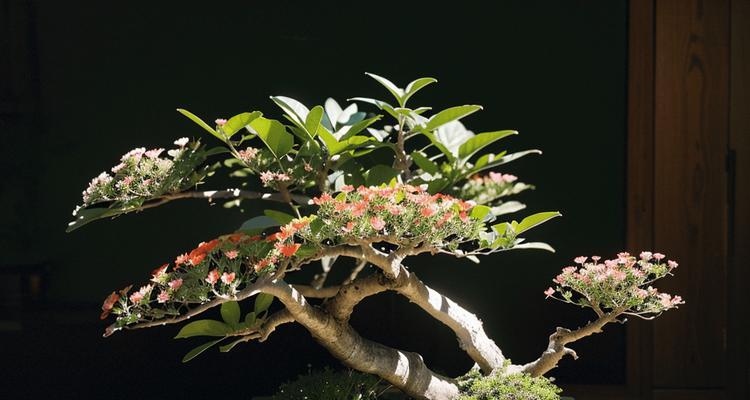 冬季有哪些盆栽植物适合种植？