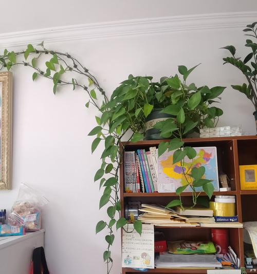冬季有哪些盆栽植物适合种植？