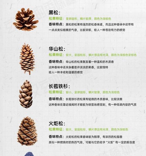 松果种植的正确步骤是什么？
