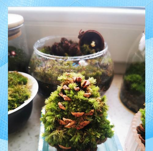 松果种植的正确步骤是什么？
