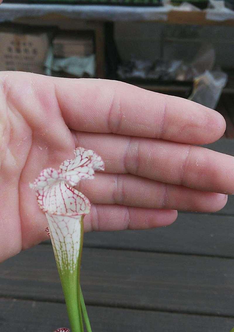 扑虫草养护要点有哪些？