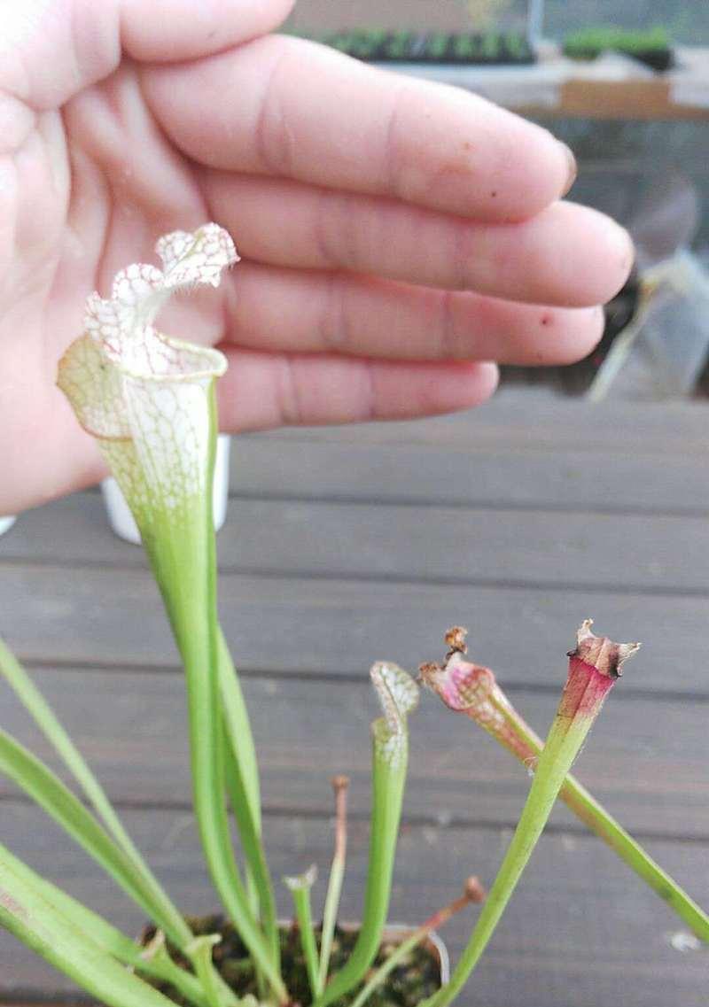 扑虫草养护要点有哪些？
