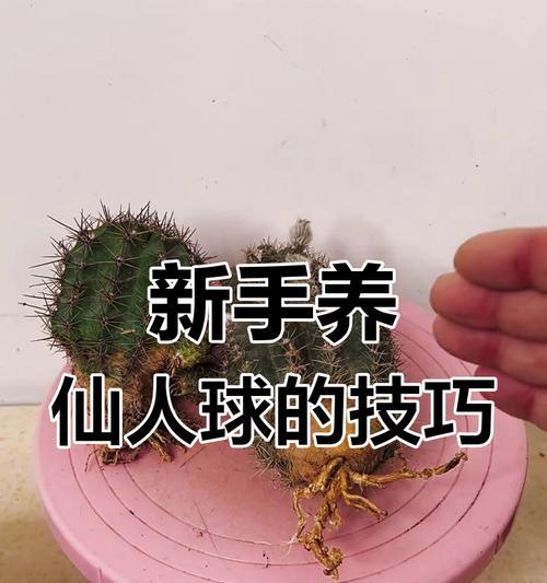 仙人球的栽种技巧有哪些？如何保证仙人球的健康生长？