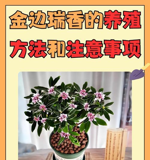 六角大红植物的养殖技巧和注意事项？