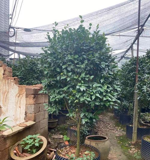 六角大红植物的养殖技巧和注意事项？