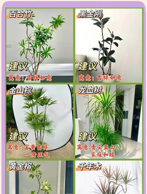 六角大红植物的养殖技巧和注意事项？