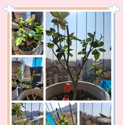 月季花怎么修剪枝条？掌握正确的修剪技巧！