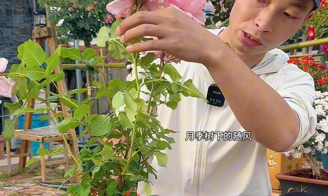 月季花怎么修剪枝条？掌握正确的修剪技巧！