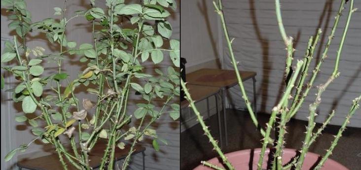 月季花怎么修剪枝条？掌握正确的修剪技巧！