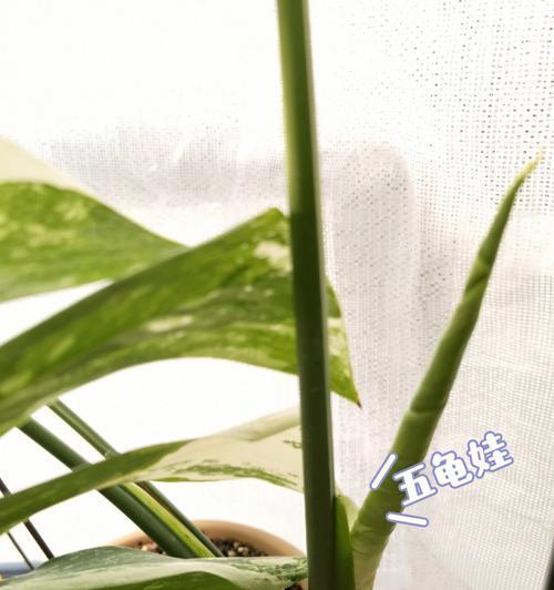 龟背竹修剪的最佳时机是什么时候？修剪后如何促进新芽生长？