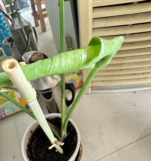 龟背竹修剪的最佳时机是什么时候？修剪后如何促进新芽生长？