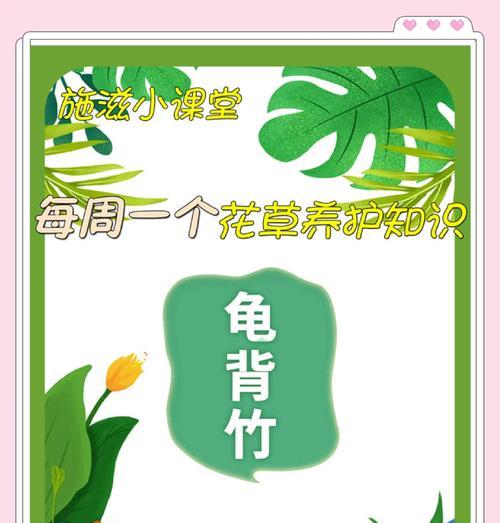 龟背竹修剪的最佳时机是什么时候？修剪后如何促进新芽生长？
