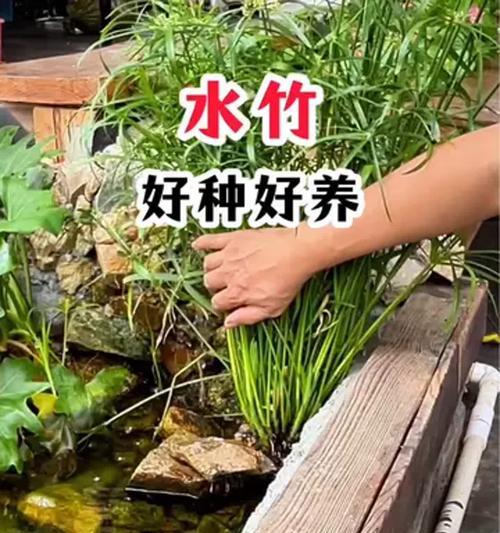 水竹的养殖方法有哪些？
