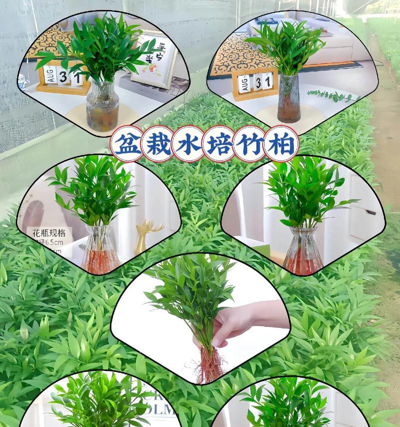 水竹的养殖方法有哪些？