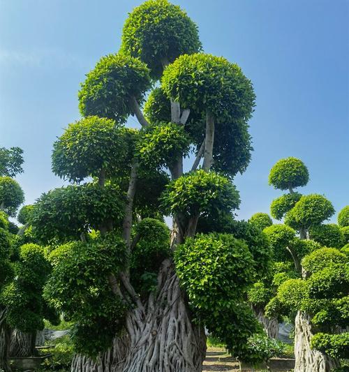 桩景树有哪些种类？它们的制作和养护技巧是什么？