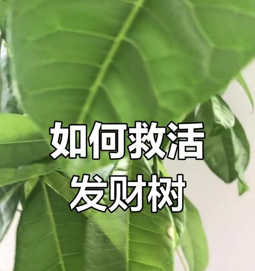 发财树枯死后如何进行抢救？