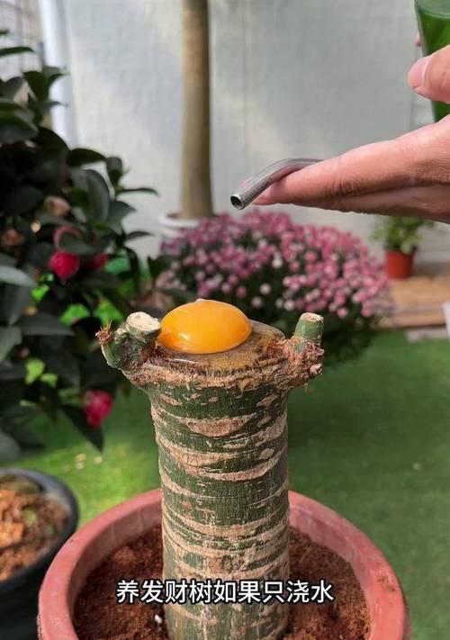 发财树枯死后如何进行抢救？