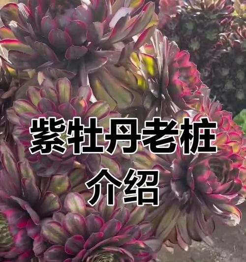 紫牡丹花的养殖方法和注意事项是什么？