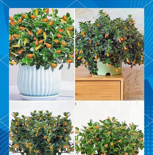 金鱼吊兰的开花季节是什么时候？