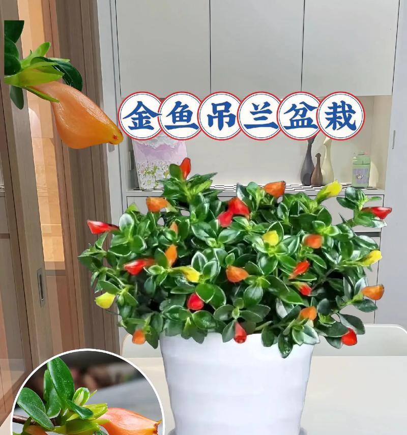 金鱼吊兰的开花季节是什么时候？