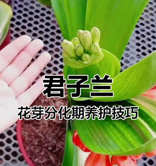 君子兰应该上什么肥？君子兰施肥的正确方法是什么？