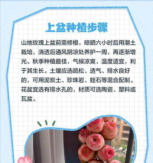 山地玫瑰发根的秘诀是什么？