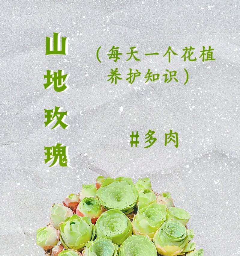 山地玫瑰发根的秘诀是什么？