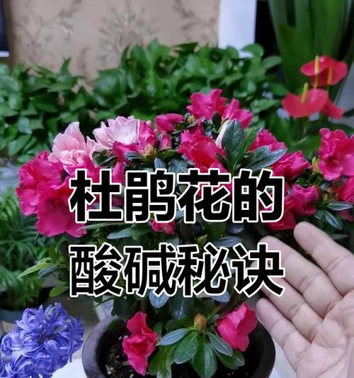 换土时花卉养护需要注意哪些事项？