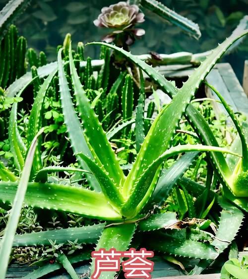 芦荟有多少种品种？芦荟品种的识别与选择方法是什么？