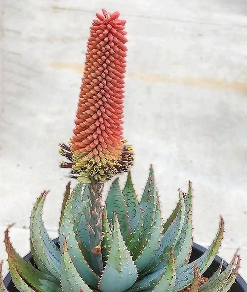 芦荟有多少种品种？芦荟品种的识别与选择方法是什么？