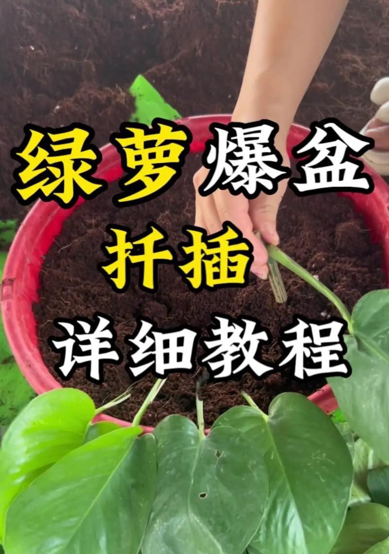 绿萝养殖技巧是什么？