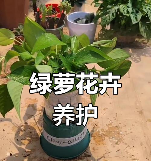 绿萝养殖技巧是什么？