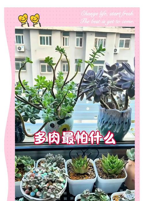 植物水分过多的处理方法？