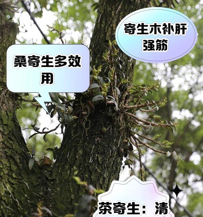 树怎么繁殖？树木繁殖的常见方法有哪些？