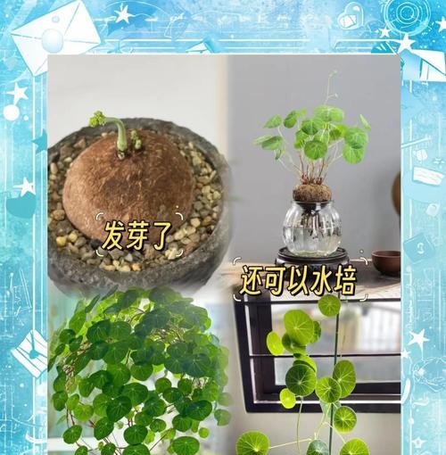 山乌龟植物的养殖技巧有哪些？