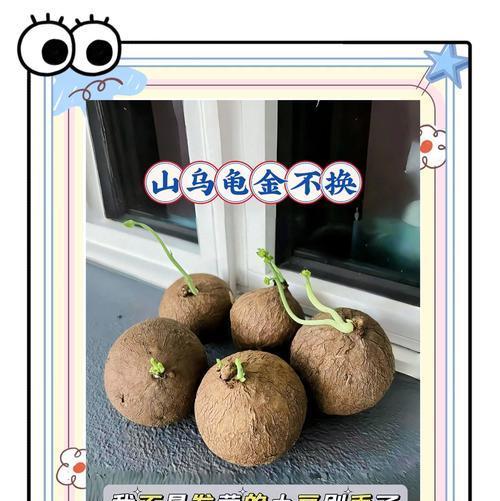 山乌龟植物的养殖技巧有哪些？
