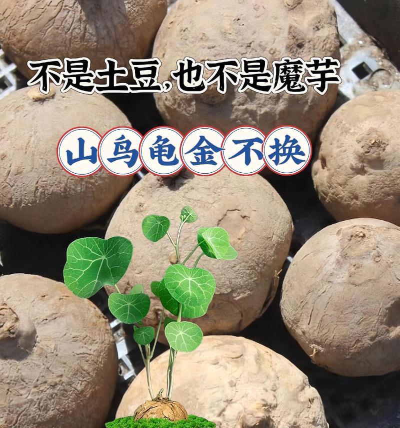 山乌龟植物的养殖技巧有哪些？
