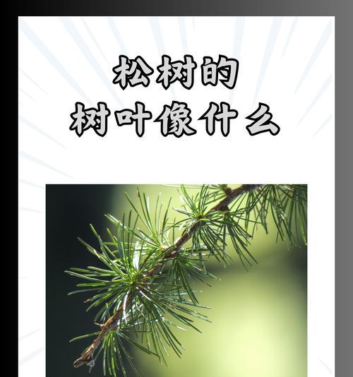 松树对环境有哪些特殊要求？如何正确养护松树？