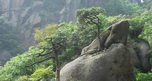 松树对环境有哪些特殊要求？如何正确养护松树？