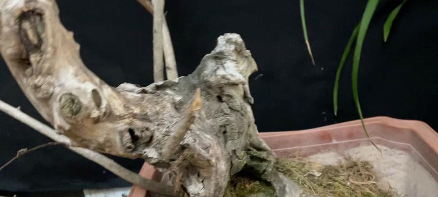 夏季紫薇修剪指南：让您的花园更美丽