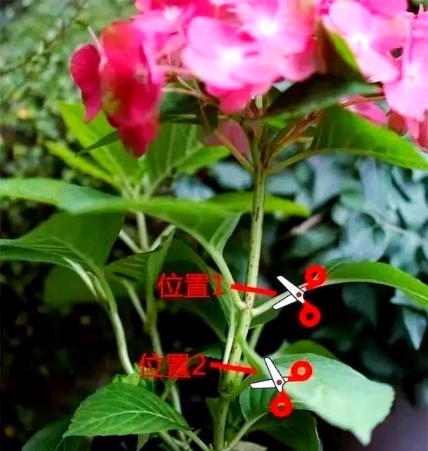 绣球剪枝之后怎么修剪？
